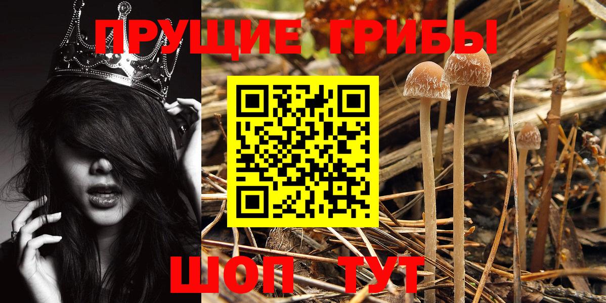 Псилоцибиновые грибы Psilocybine cubensis Тимашёвск